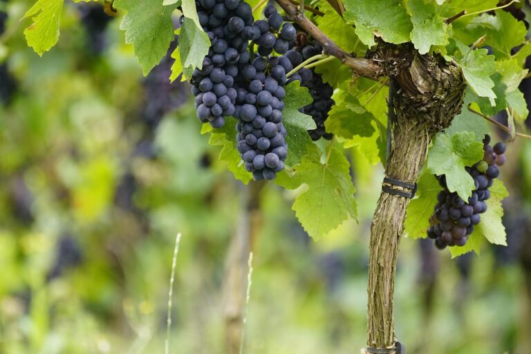 Coisas com a Letra L: 8 Curiosidades Que Você Não Sabia! Coisas com a Letra L: 8 Curiosidades Que Você Não Sabia!